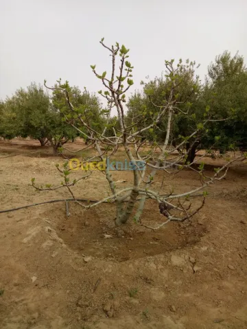 Vente Terrain Agricole Biskra Biskra 18