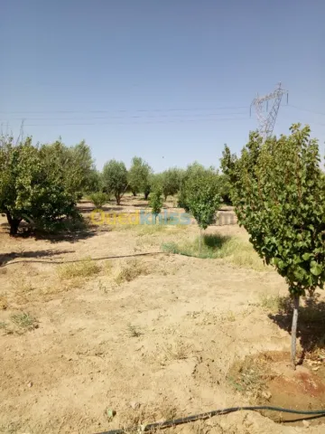 Vente Terrain Agricole Biskra Biskra 8