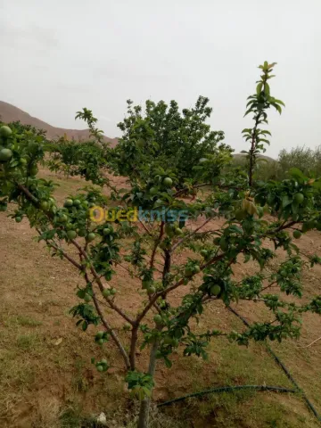 Vente Terrain Agricole Biskra Biskra 38