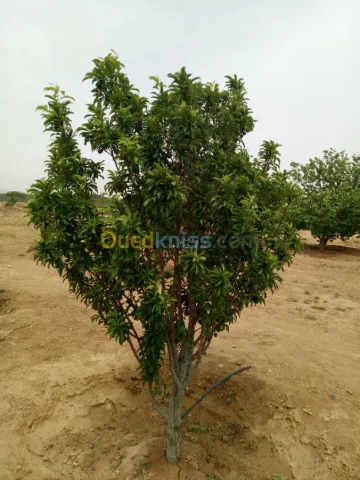 Vente Terrain Agricole Biskra Biskra 7