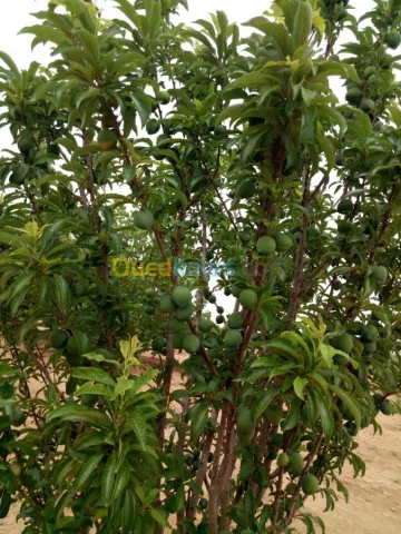 Vente Terrain Agricole Biskra Biskra 34