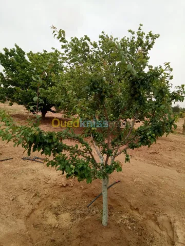 Vente Terrain Agricole Biskra Biskra