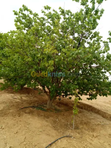 Vente Terrain Agricole Biskra Biskra 39