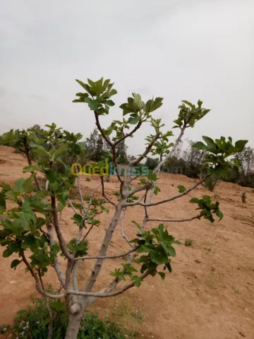Vente Terrain Agricole Biskra Biskra 26