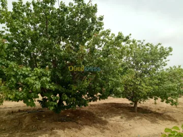 Vente Terrain Agricole Biskra Biskra 22