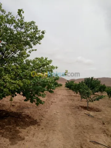 Vente Terrain Agricole Biskra Biskra 36