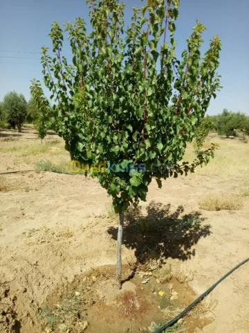Vente Terrain Agricole Biskra Biskra 40