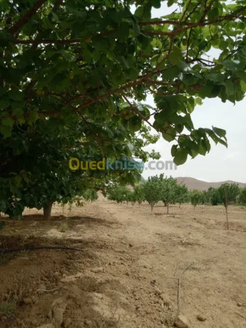Vente Terrain Agricole Biskra Biskra 23