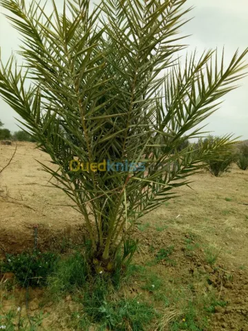 Vente Terrain Agricole Biskra Biskra 28