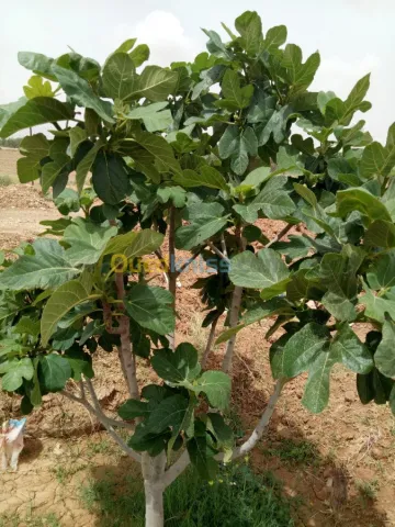 Vente Terrain Agricole Biskra Biskra 35