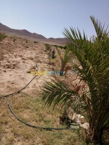 Vente Terrain Agricole Biskra Biskra 37