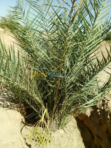Vente Terrain Agricole Biskra Biskra 9