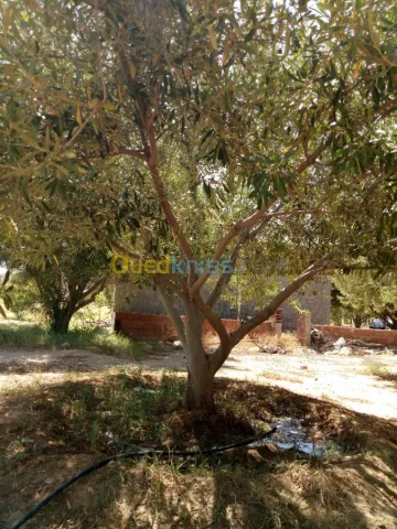 Vente Terrain Agricole Biskra Biskra 11