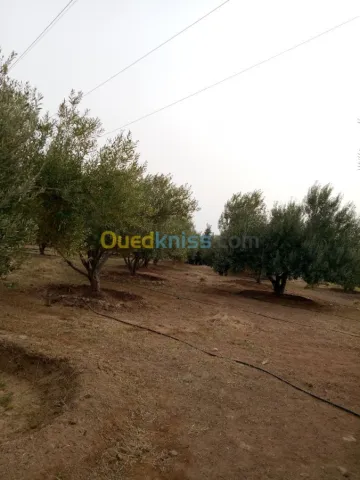 Vente Terrain Agricole Biskra Biskra 19