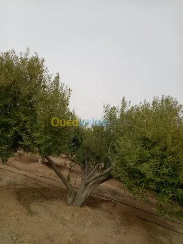 Vente Terrain Agricole Biskra Biskra 10