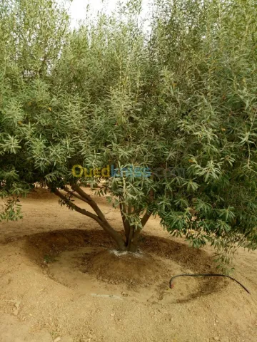 Vente Terrain Agricole Biskra Biskra 20