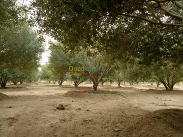 Vente Terrain Agricole Biskra Biskra 33