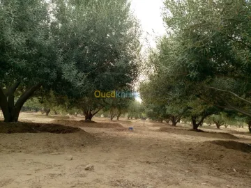 Vente Terrain Agricole Biskra Biskra 12
