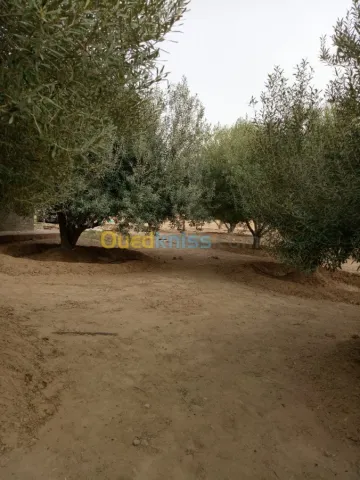 Vente Terrain Agricole Biskra Biskra 2