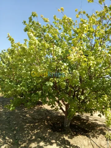 Vente Terrain Agricole Biskra Biskra 27
