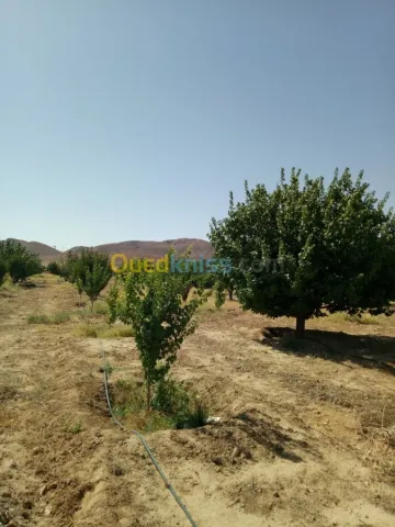 Vente Terrain Agricole Biskra Biskra 14