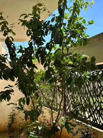 Vente Duplex F4 Alger Draria 4
