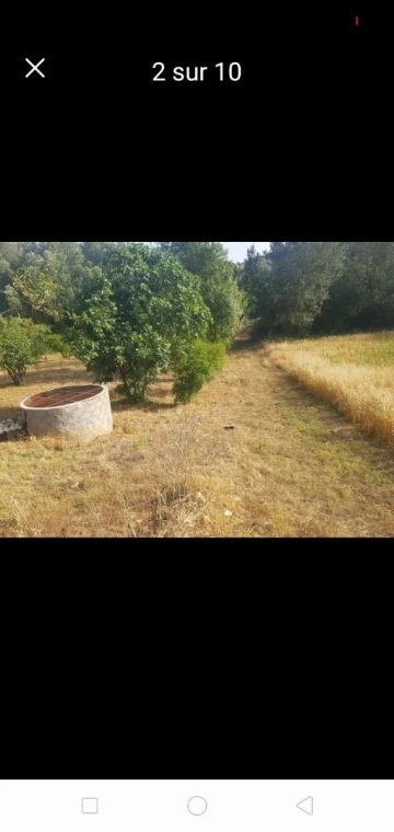 Vente Terrain Agricole Setif Hammam guergour