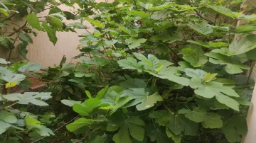 Vente Villa Tipaza Douaouda 8