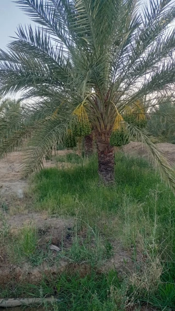 Vente Terrain Agricole Biskra Biskra 2