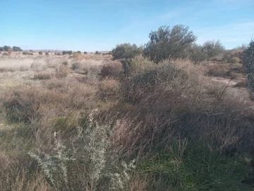 Vente Terrain Agricole Djelfa Djelfa 15