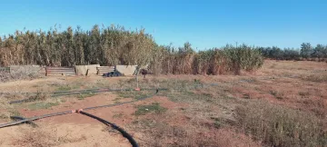 Vente Terrain Agricole Djelfa Ain oussara 17