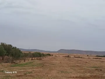 Vente Terrain Agricole Djelfa Had sahary 14