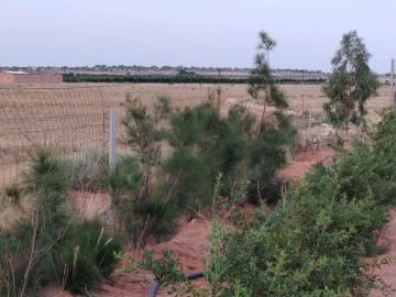 Vente Terrain Agricole Djelfa Hassi bahbah 21