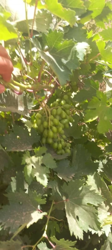 Vente Terrain Agricole Djelfa Djelfa 2