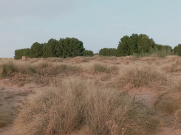 Vente Terrain Agricole Djelfa Charef 9