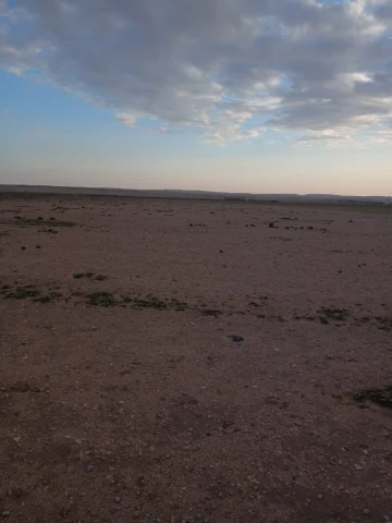 Vente Terrain Agricole Djelfa Birine 5