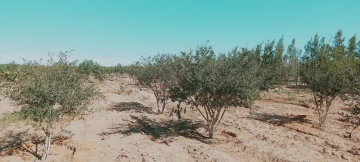 Vente Terrain Agricole Djelfa Hassi bahbah 19