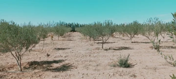 Vente Terrain Agricole Djelfa Hassi bahbah 30