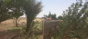 Vente Terrain Agricole Djelfa Djelfa 16