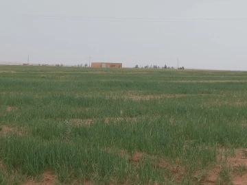 Vente Terrain Agricole Djelfa Hassi bahbah 4