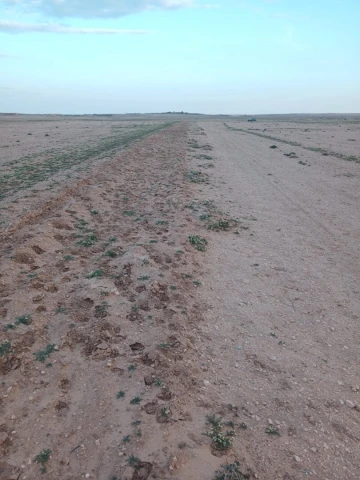 Vente Terrain Agricole Djelfa Birine 2