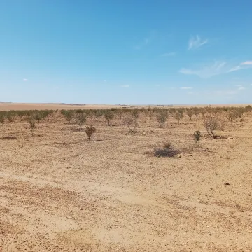 Vente Terrain Agricole Djelfa Birine 5