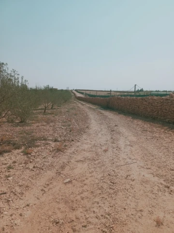 Vente Terrain Agricole Djelfa Ain oussara