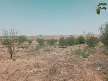 Vente Terrain Agricole Djelfa Birine 3