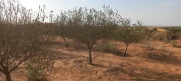 Vente Terrain Agricole Djelfa Ain oussara 14