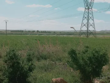 Vente Terrain Agricole Djelfa Djelfa 16