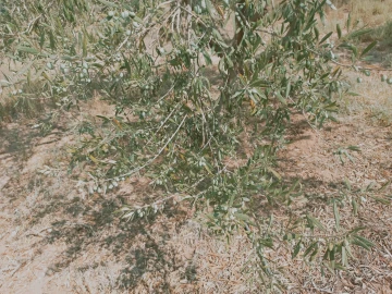 Vente Terrain Agricole Djelfa Ain oussara 16