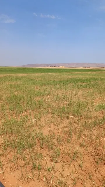 Vente Terrain Agricole Djelfa Djelfa 10