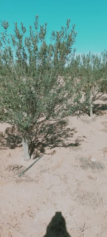 Vente Terrain Agricole Djelfa Hassi bahbah 38