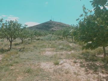 Vente Terrain Agricole Djelfa Djelfa 18